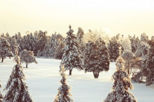 Joggen im Winter, Winter, Bäume, Schnee, Wald