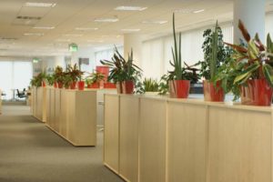 Pflanzen, Blumen, Grünpflanzen, Büro, Arbeit, Arbeitsplatz