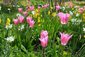 Leuchtend rosa Tulpen und Narzissen blühen in einem Garten