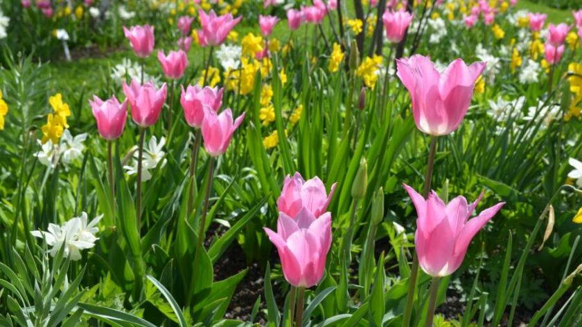 Leuchtend rosa Tulpen und Narzissen blühen in einem Garten