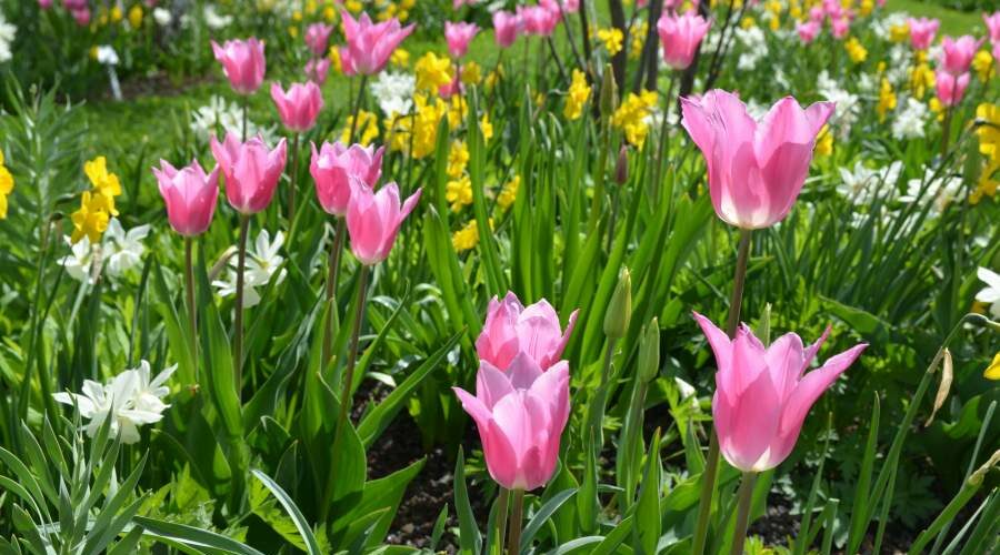 Leuchtend rosa Tulpen und Narzissen blühen in einem Garten